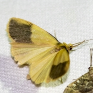 Threnosia heminephes at Downer, ACT - 8 Apr 2019