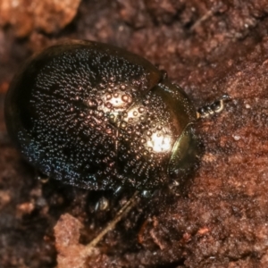 Chrysolina quadrigemina at Melba, ACT - 5 Jan 2021