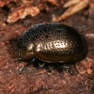 Chrysolina quadrigemina at Melba, ACT - 5 Jan 2021