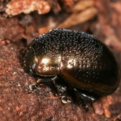 Chrysolina quadrigemina at Melba, ACT - 5 Jan 2021