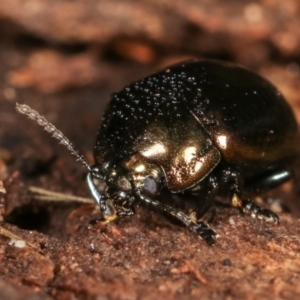 Chrysolina quadrigemina at Melba, ACT - 5 Jan 2021