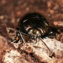 Chrysolina quadrigemina at Melba, ACT - 5 Jan 2021