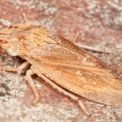 Stenocotis sp. (genus) (A Leafhopper) at Melba, ACT - 5 Jan 2021 by kasiaaus