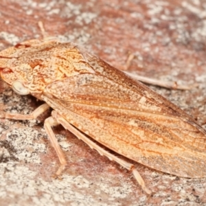 Stenocotis sp. (genus) at Melba, ACT - 5 Jan 2021 04:06 PM