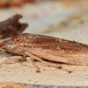 Stenocotis sp. (genus) at Melba, ACT - 5 Jan 2021 04:06 PM