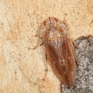 Stenocotis sp. (genus) at Melba, ACT - 5 Jan 2021 04:06 PM