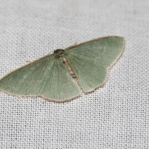 Chlorocoma (genus) at Downer, ACT - 8 Apr 2019