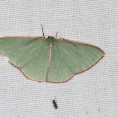 Chlorocoma (genus) at Downer, ACT - 8 Apr 2019 07:33 PM