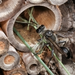 Isodontia sp. (genus) (Unidentified Grass-carrying wasp) at Melba, ACT - 5 Jan 2021 by kasiaaus