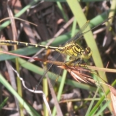 Austrogomphus guerini (Yellow-striped Hunter) at Wyanbene, NSW - 16 Jan 2021 by Harrisi