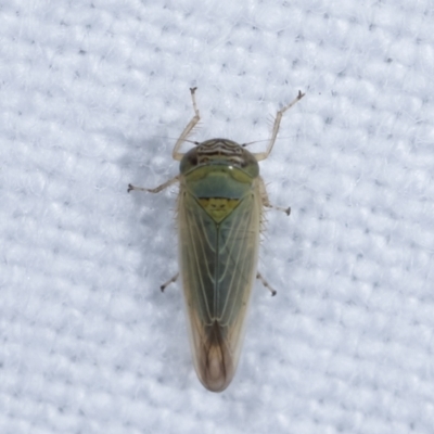 Unidentified Leafhopper or planthopper (Hemiptera, several families) at Melba, ACT - 5 Jan 2021 by kasiaaus