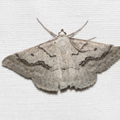 Nearcha aridaria (An Oenochromine moth) at Downer, ACT - 8 Apr 2019 by AlisonMilton