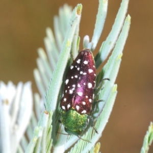 Diphucrania leucosticta at O'Connor, ACT - 17 Jan 2021 05:17 PM