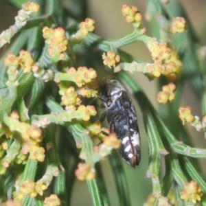 Hypocisseis suturalis at Kaleen, ACT - 17 Jan 2021 05:30 PM