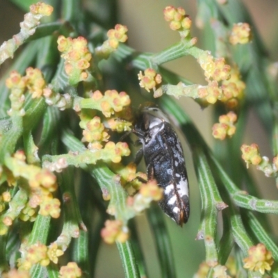 Hypocisseis suturalis (Cherry Ballart Jewel Beetle) at Kaleen, ACT - 17 Jan 2021 by Harrisi