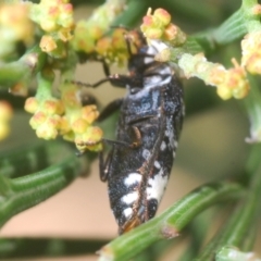 Hypocisseis suturalis at Kaleen, ACT - 17 Jan 2021 05:30 PM