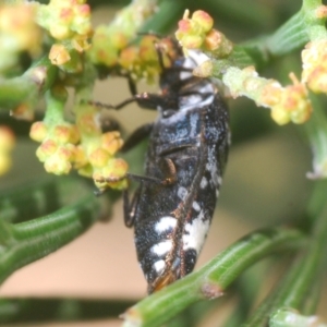 Hypocisseis suturalis at Kaleen, ACT - 17 Jan 2021 05:30 PM