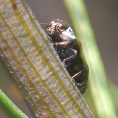 Hypocisseis suturalis at Kaleen, ACT - 17 Jan 2021 05:30 PM