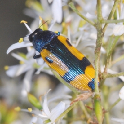 Castiarina skusei (A Jewel Beetle) at Holt, ACT - 17 Jan 2021 by Harrisi