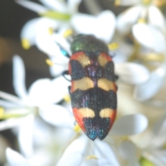 Castiarina sexplagiata (Jewel beetle) at Holt, ACT - 17 Jan 2021 by Harrisi