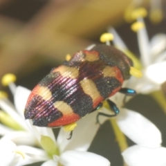 Castiarina sexplagiata at Holt, ACT - 17 Jan 2021 06:36 PM