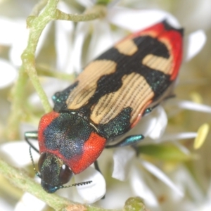 Castiarina erasma at Holt, ACT - 17 Jan 2021