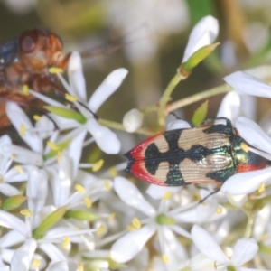 Castiarina erasma at Holt, ACT - 17 Jan 2021