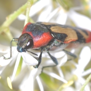 Castiarina erasma at Holt, ACT - 17 Jan 2021