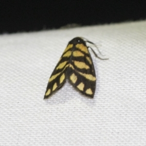 Asura lydia at Downer, ACT - 8 Apr 2019 07:53 PM