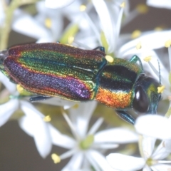 Selagis caloptera (Caloptera jewel beetle) at Downer, ACT - 17 Jan 2021 by Harrisi