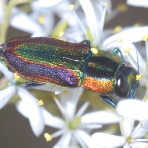 Selagis caloptera at Downer, ACT - 17 Jan 2021