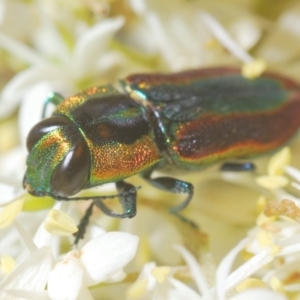 Selagis caloptera at Downer, ACT - 17 Jan 2021