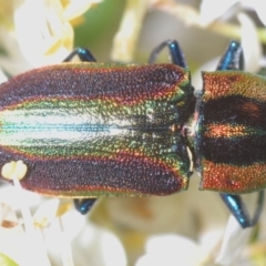 Selagis caloptera at Downer, ACT - 17 Jan 2021