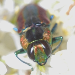 Selagis caloptera at Downer, ACT - 17 Jan 2021