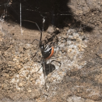 Latrodectus hasselti (Redback Spider) at Higgins, ACT - 17 Jan 2021 by AlisonMilton