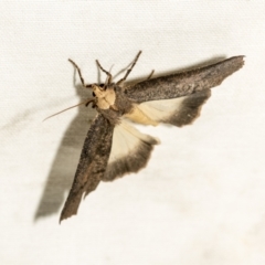 Fisera eribola (Orange-hooded Crest-moth) at Downer, ACT - 8 Apr 2019 by AlisonMilton