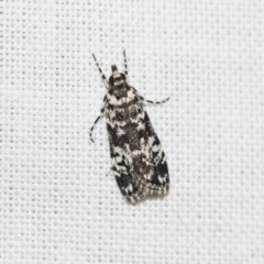 Scoparia exhibitalis (A Crambid moth) at Downer, ACT - 8 Apr 2019 by AlisonMilton
