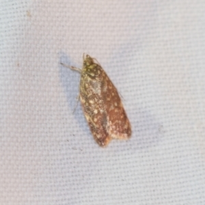 Lophopepla undescribed species at Downer, ACT - 8 Apr 2019 08:08 PM