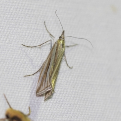 Hednota species near grammellus (Pyralid or snout moth) at Downer, ACT - 8 Apr 2019 by AlisonMilton