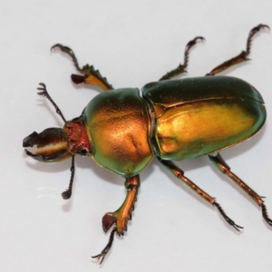 Lamprima aurata at Evatt, ACT - 4 Jan 2021