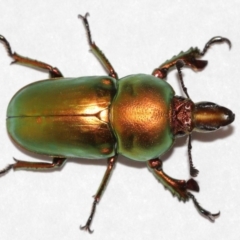 Lamprima aurata at Evatt, ACT - 4 Jan 2021 02:45 PM