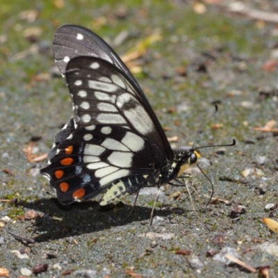 Papilio anactus (Dainty Swallowtail) at ANBG - 17 Jan 2021 by TimL