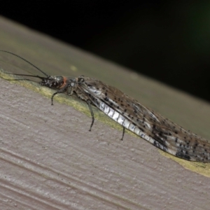 Archichauliodes (Riekochauliodes) guttiferus at Acton, ACT - 15 Jan 2021