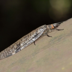 Archichauliodes (Riekochauliodes) guttiferus at Acton, ACT - 15 Jan 2021