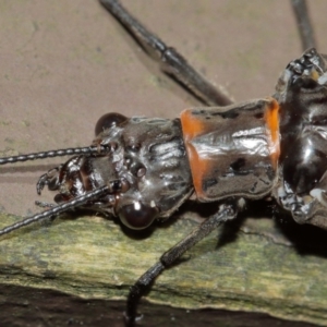 Archichauliodes (Riekochauliodes) guttiferus at Acton, ACT - 15 Jan 2021