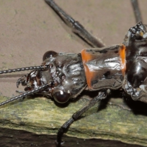 Archichauliodes (Riekochauliodes) guttiferus at Acton, ACT - 15 Jan 2021 01:59 PM