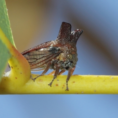 Ceraon sp. (genus) (2-horned tree hopper) at Acton, ACT - 15 Jan 2021 by TimL