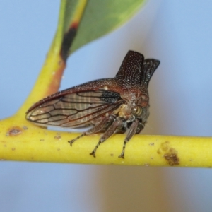 Ceraon sp. (genus) at Acton, ACT - suppressed