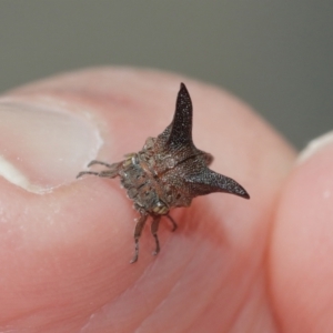 Ceraon sp. (genus) at Acton, ACT - suppressed