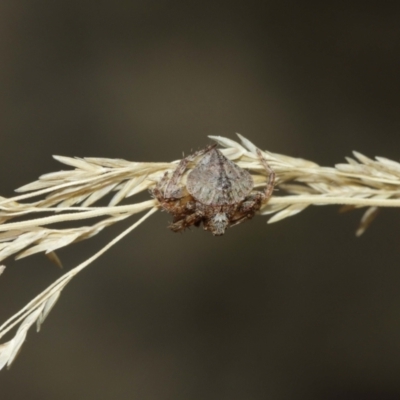 Dolophones sp. (genus) (Wrap-around spider) at ANBG - 15 Jan 2021 by TimL